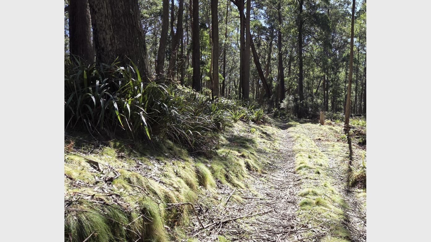 feature image for Wednesday walk, Medium - Tallaganda forest and a cascade