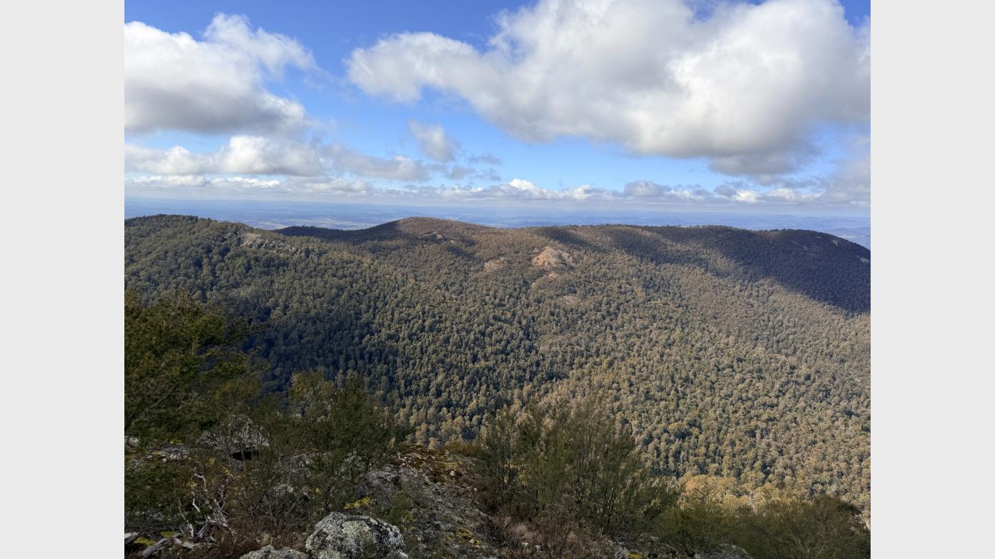 feature image for Short walks in the Mt Blundell/Blue Ridge area – Trigs (and NRs) #17