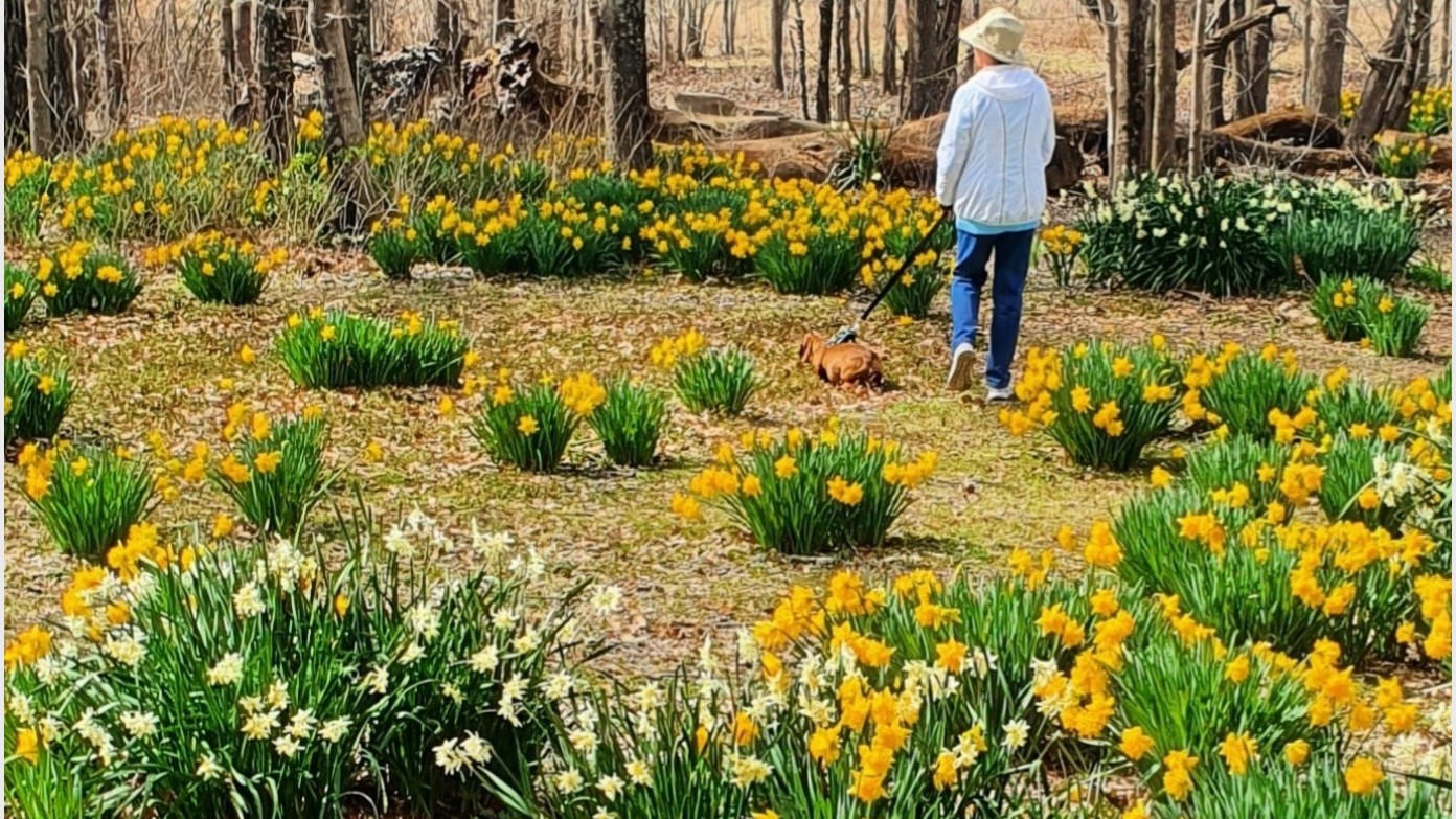 feature image for Sherwood Daffodils