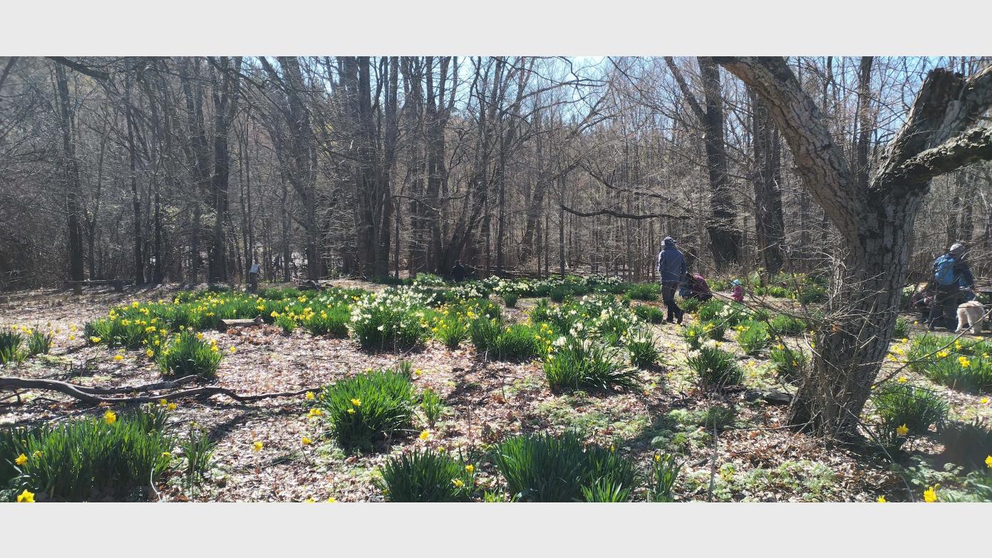 feature image for Medium-Hard Wednesday Walk, 2 Sept, Sherwood Homestead and Surrounds (BBC)