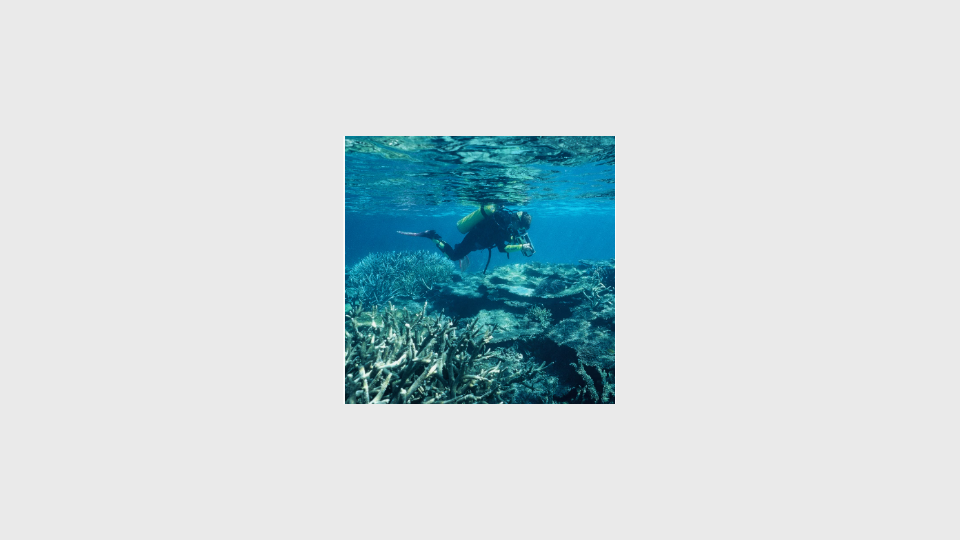 feature image for 'Muddy Waters - Life and Death on the Great Barrier Reef' Drop-In Doco - NFSA