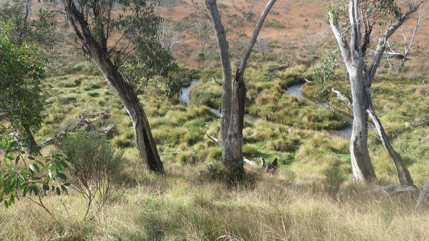 feature image for Hills, plains and tree-islands of Northern Kosciuszko
