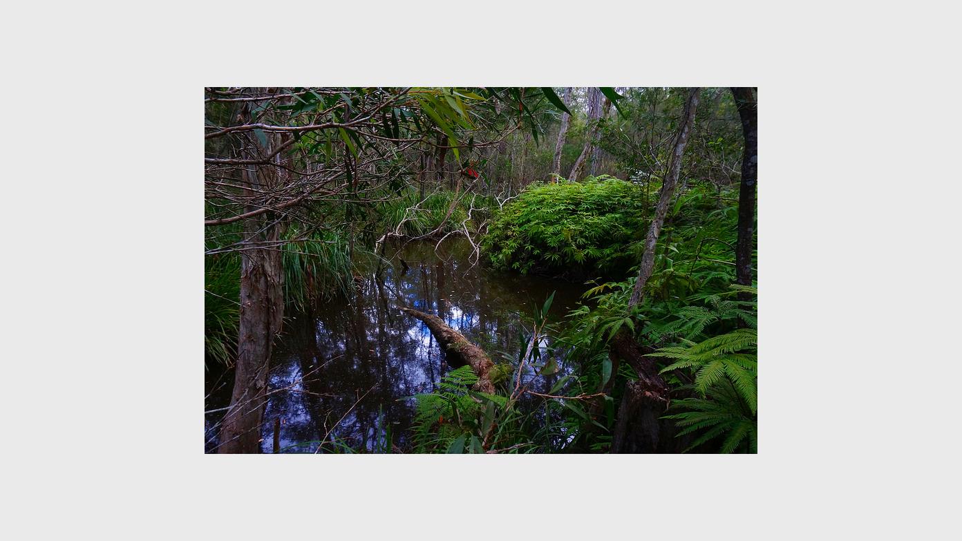 feature image for Venman Bushland National Park Circuit Walk