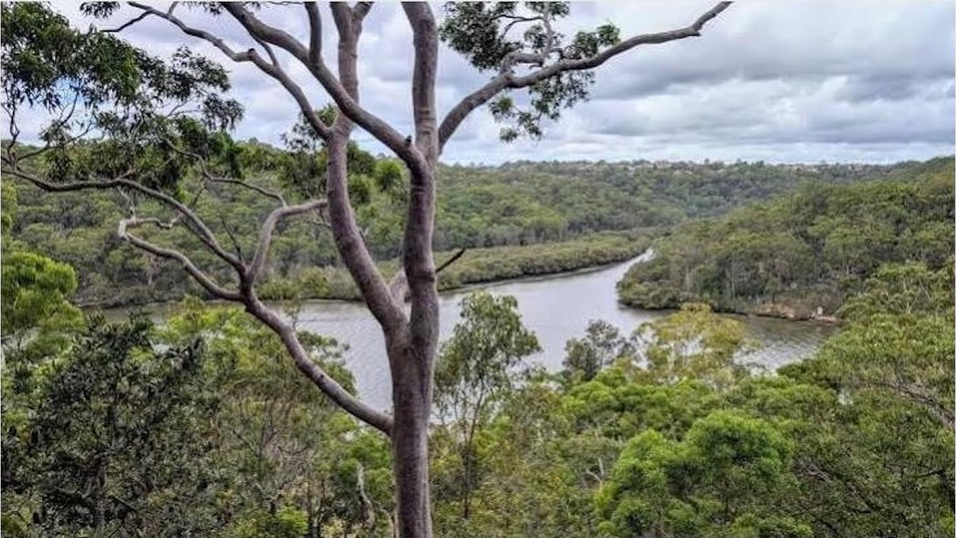 feature image for GEORGES RIVER NP - Yeramba Lagoon & the Ridge Track (Grade 3)