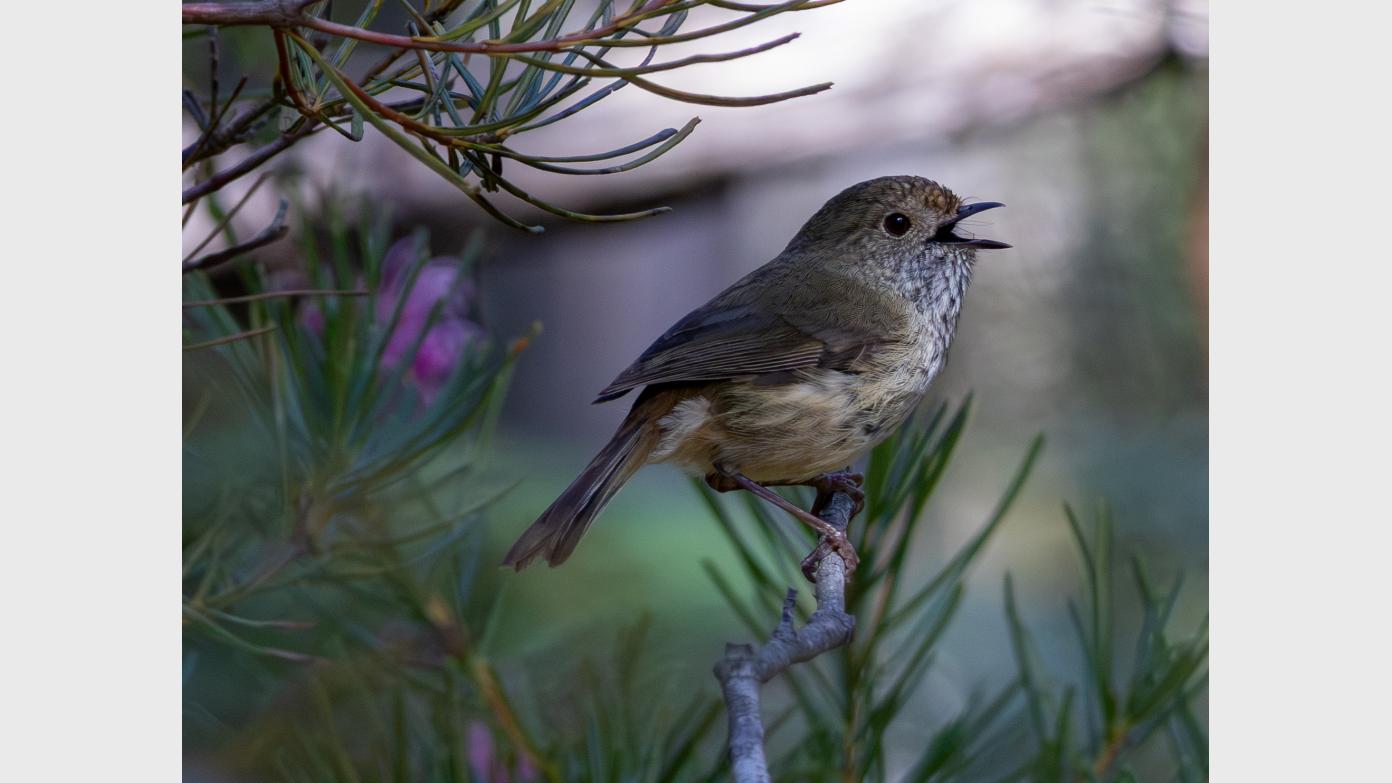 feature image for PASSERINE BIRDING - Lady Carrington Drive (Grade 2)