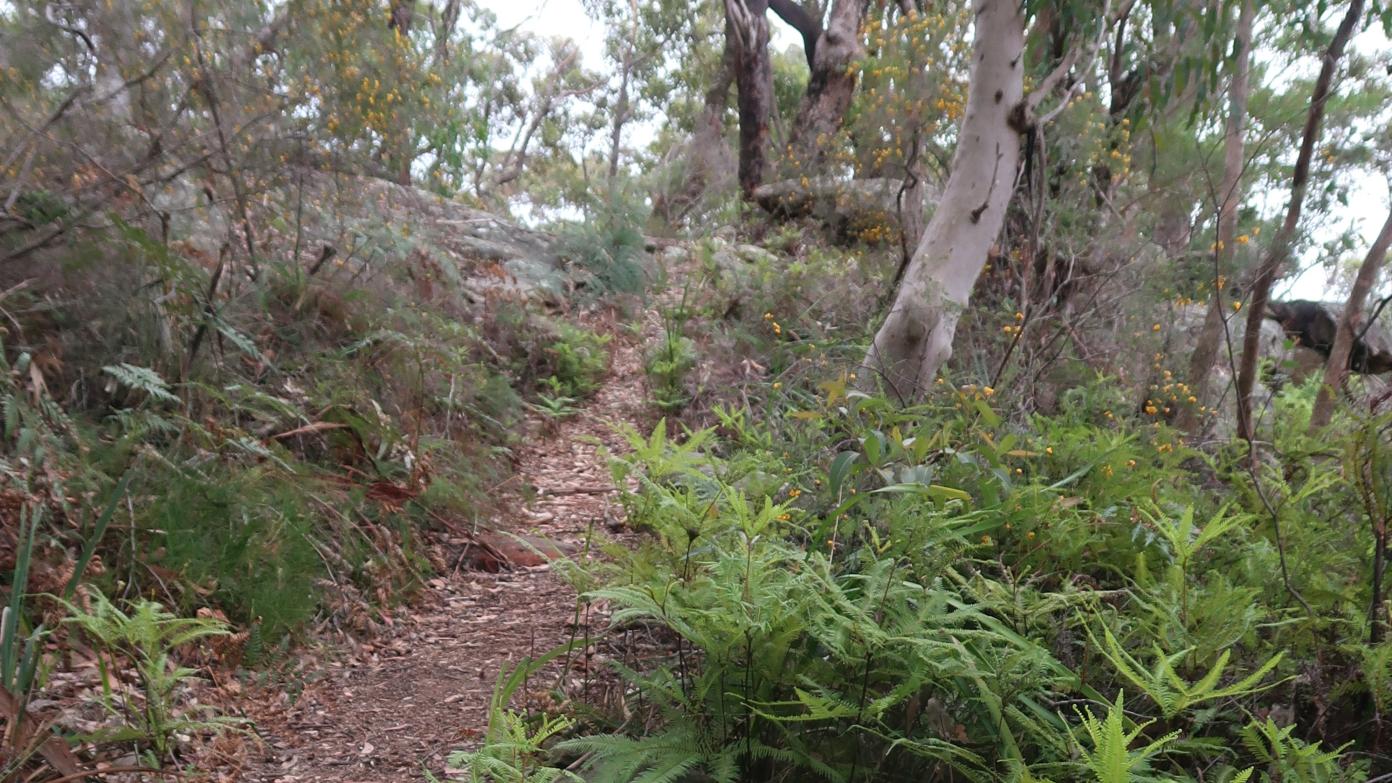 feature image for MADDENS PLAINS TO MOUNT MITCHELL RETURN (Grade 3)