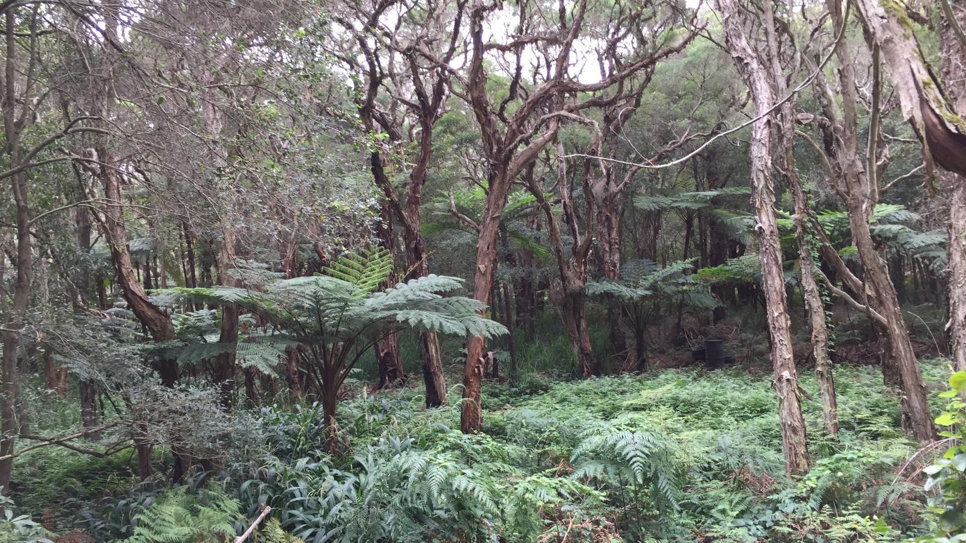 feature image for New walk: WORONORA - 5 SUBURBS LOOP WALK (Grade 3)
