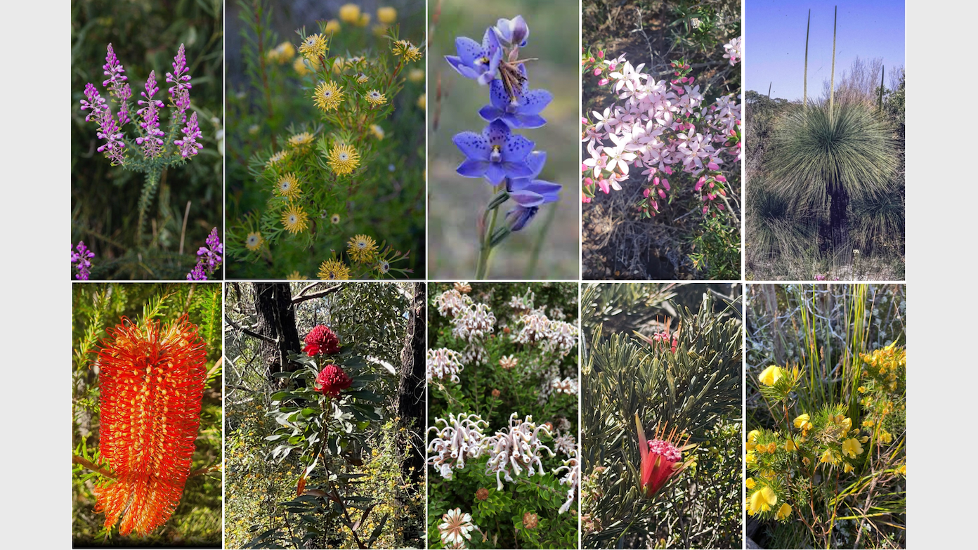 feature image for New walk: ROYAL NP - CURRA MOORS TRACK (Grade 3)