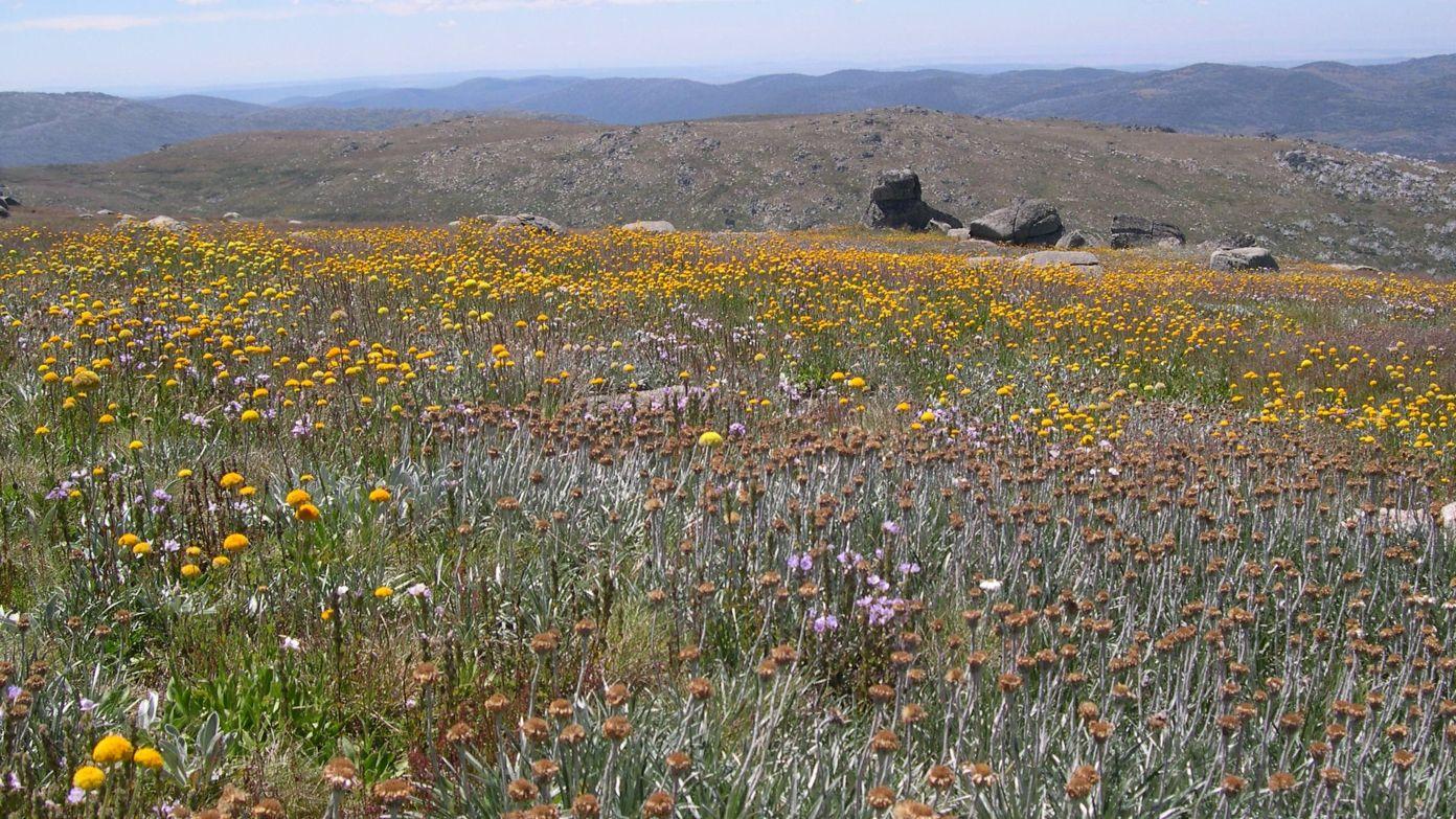 feature image for KOSCIUSZKO NP (Grade 3 & 4) - ALPINE SPRING FLOWER WALKS