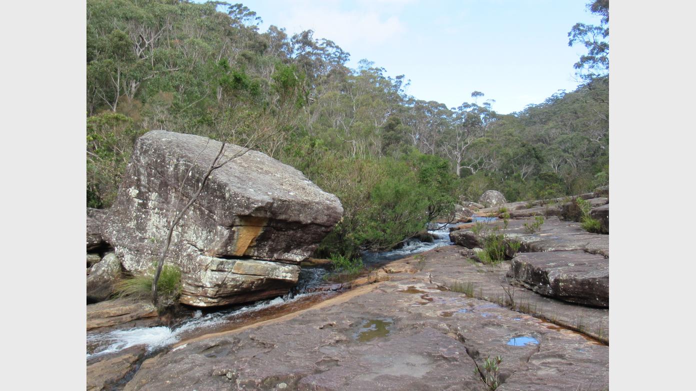 feature image for ROYAL NP (Grade 3/4): Loftus, Kangaroo Ck/ Engadine Ck
