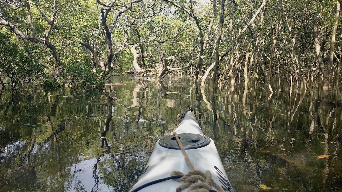 feature image for MINNAMURRA RIVER PADDLE (Grade 3)