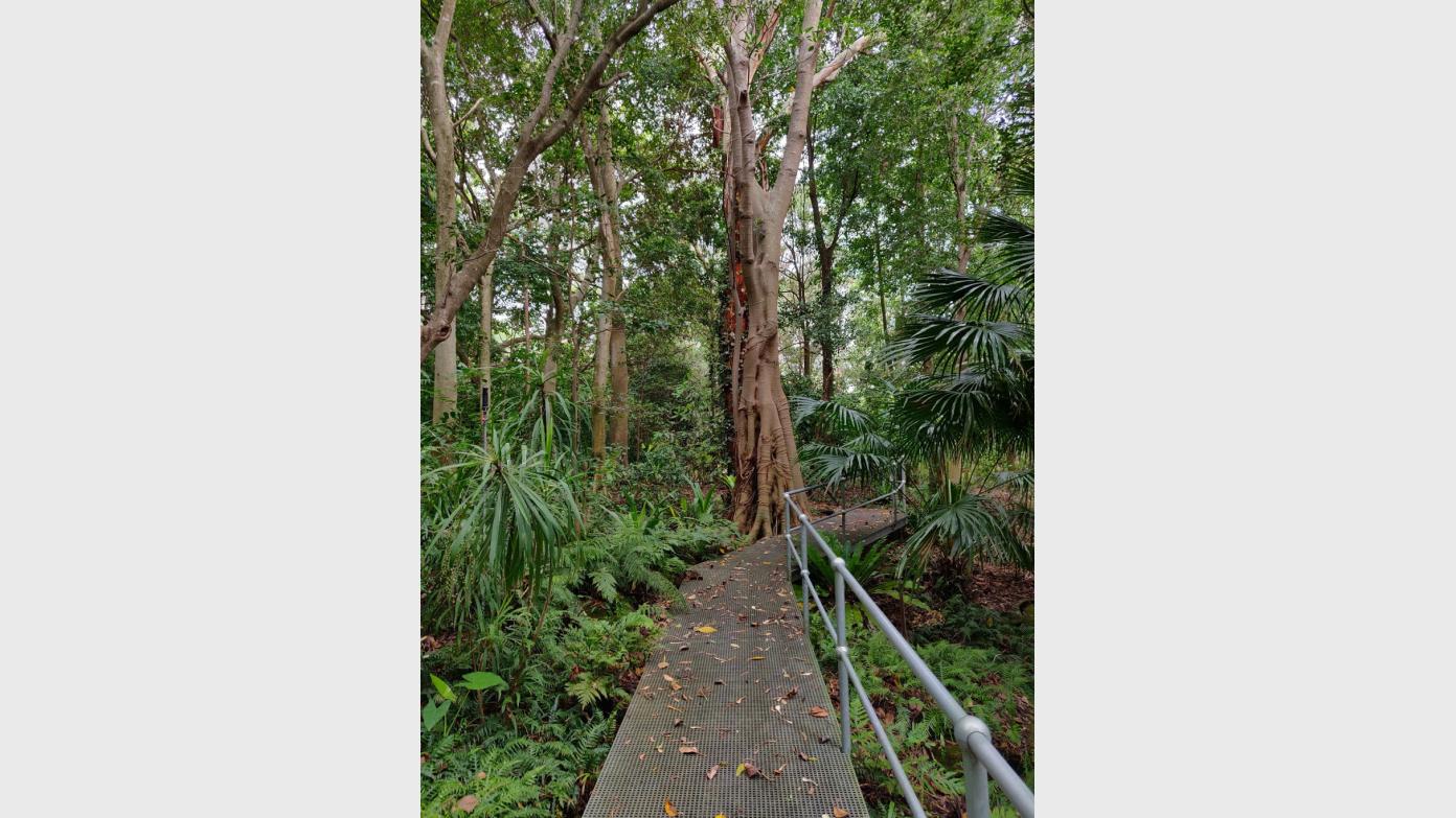 feature image for SYLVAN GROVE NATIVE GARDEN (Grade 2)