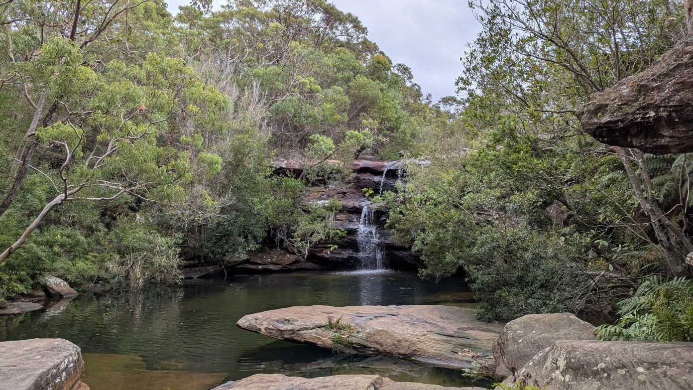 feature image for ROYAL NP (Grade 2/3): WATTAMOLLA - CURRACURRANG FALLS Morning Walk