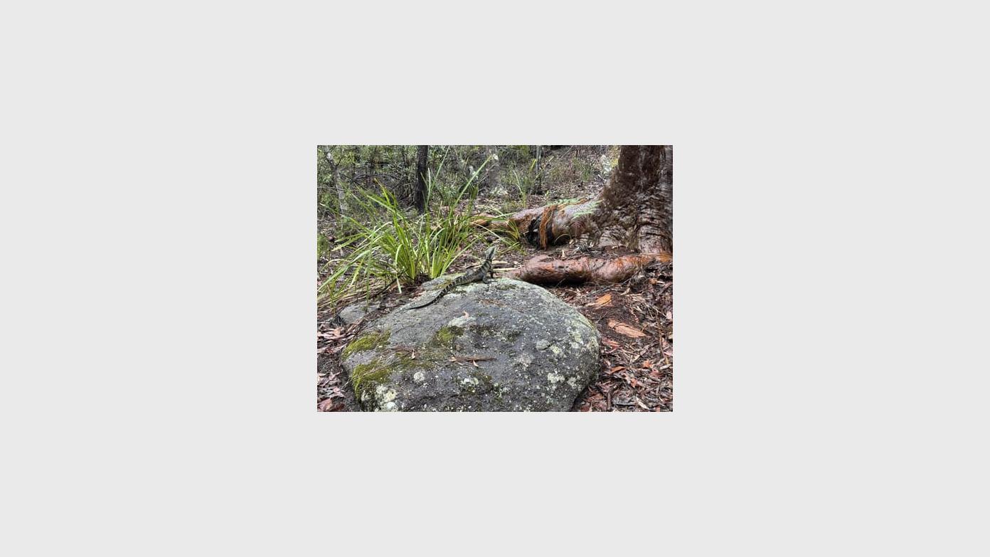 feature image for ROYAL NP (Grade 3) - Karloo Track and Bottle Forest Track loop