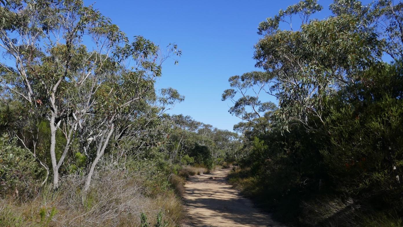 feature image for ROYAL NP (Grade 3): Uloola Falls and Karloo Pool