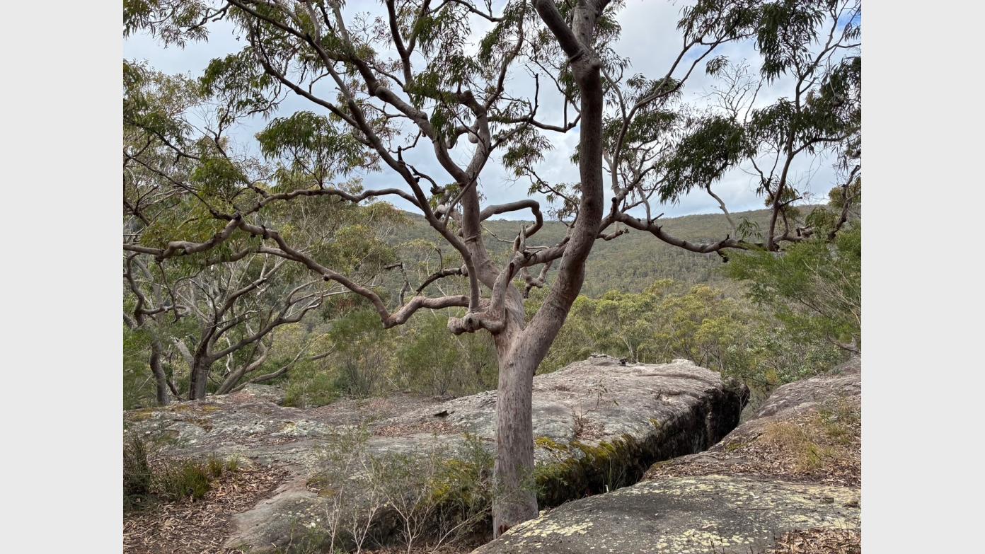 feature image for ROYAL NP (Grade 3) - ROBERTSON KNOLL & ULOOLA TRACK