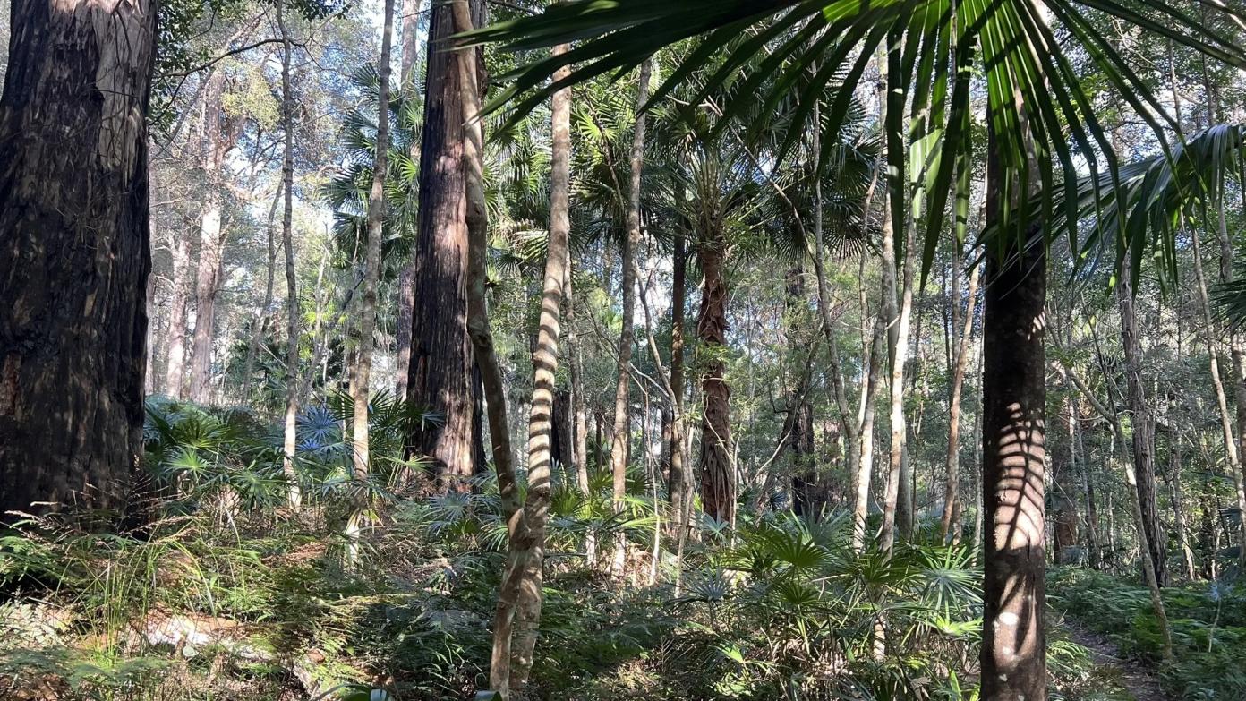 feature image for ROYAL NP: Waterfall to Otford (Grade 4)