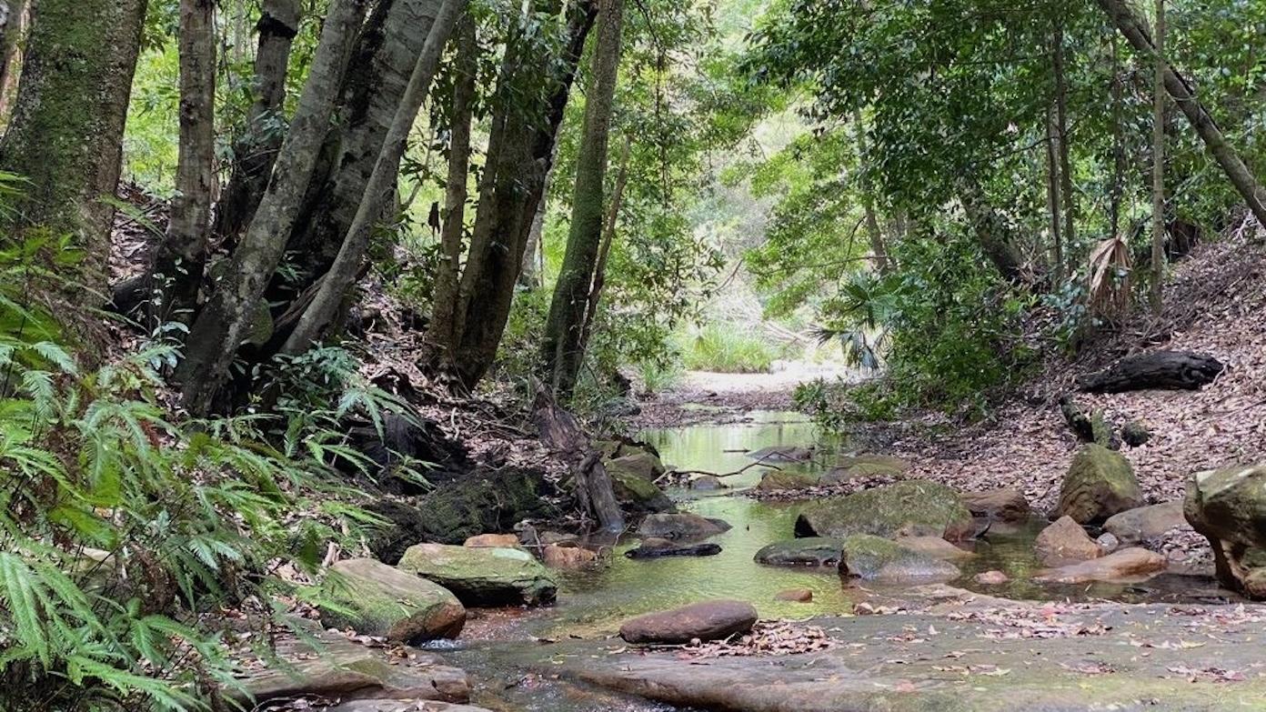 feature image for RAINFORESTS AND CABBAGE TREES (Grade 3) - Couranga Track and Forest Path Circuit