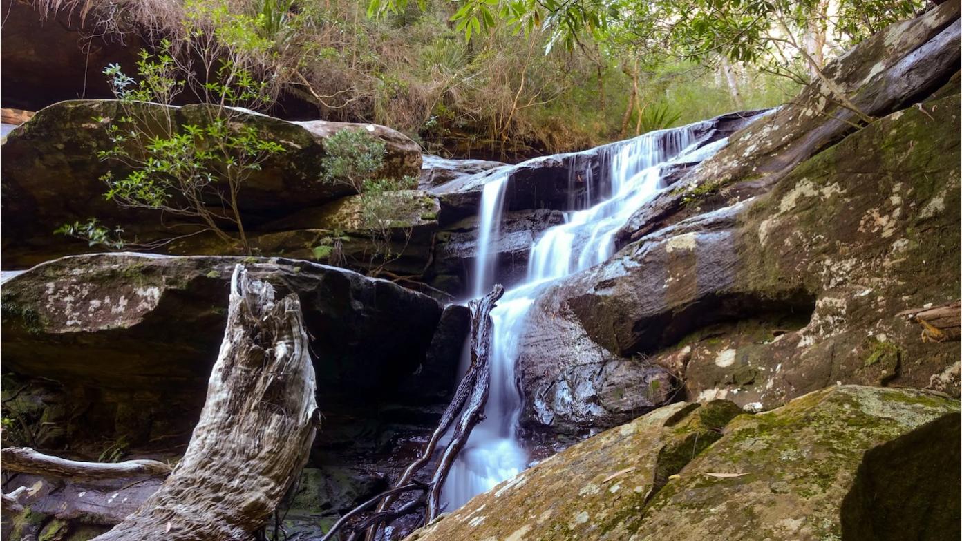 feature image for ROYAL NP - PALONA BROOK EXPLORATION (Grade 4)