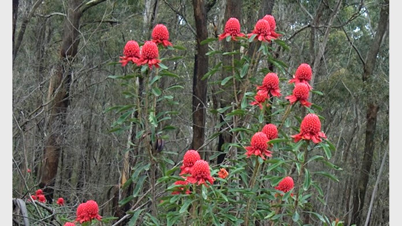 feature image for ROYAL NP (Grade 2/3) - BOTTLE FOREST LOOP, East Heathcote