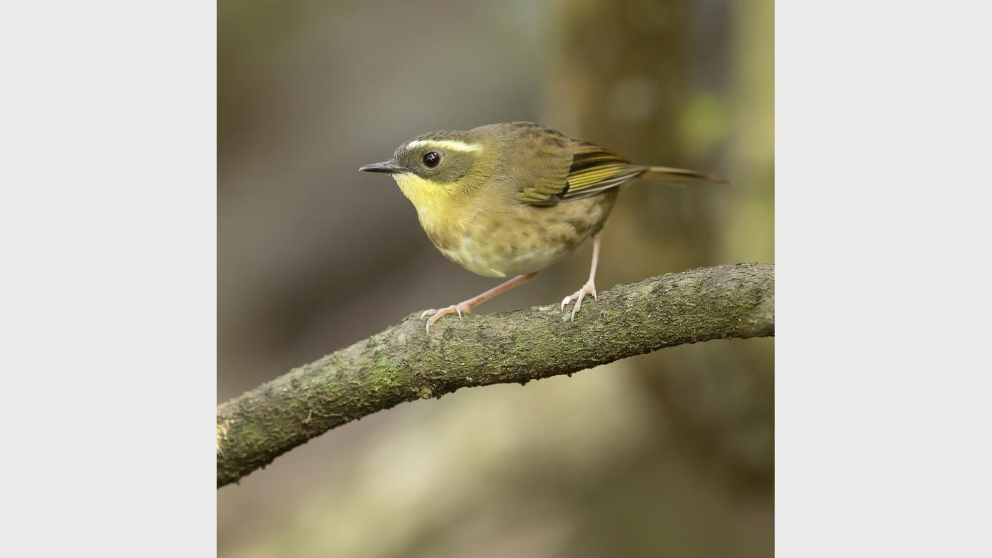 feature image for November GENERAL MEETING - Yellow-throated Scrubwrens