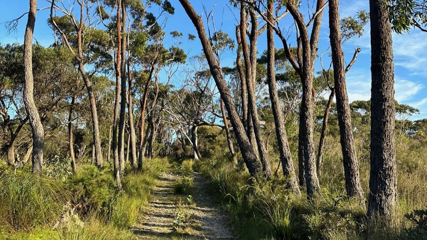 feature image for BARREN GROUNDS NATURE RESERVE (Grade 4)