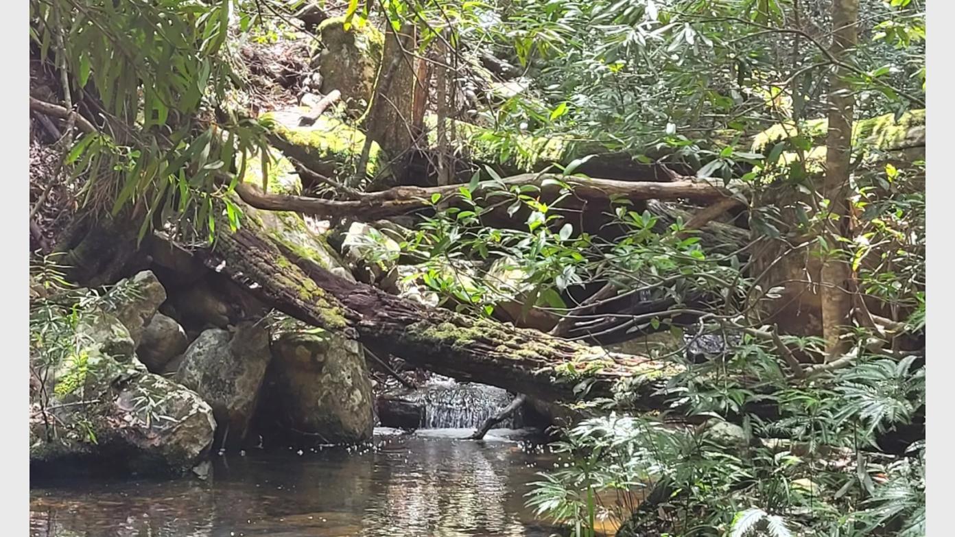 feature image for ROYAL  NP (Grade 4): Toonoum Brook - Bola Creek