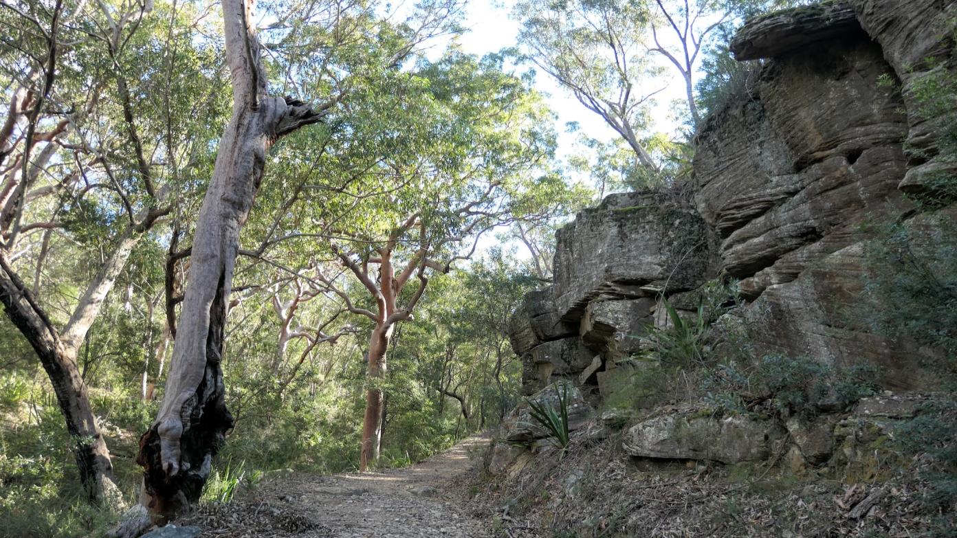 feature image for HEATHCOTE NP (Grade 4): Ferntree - Scouters Mountain Loop
