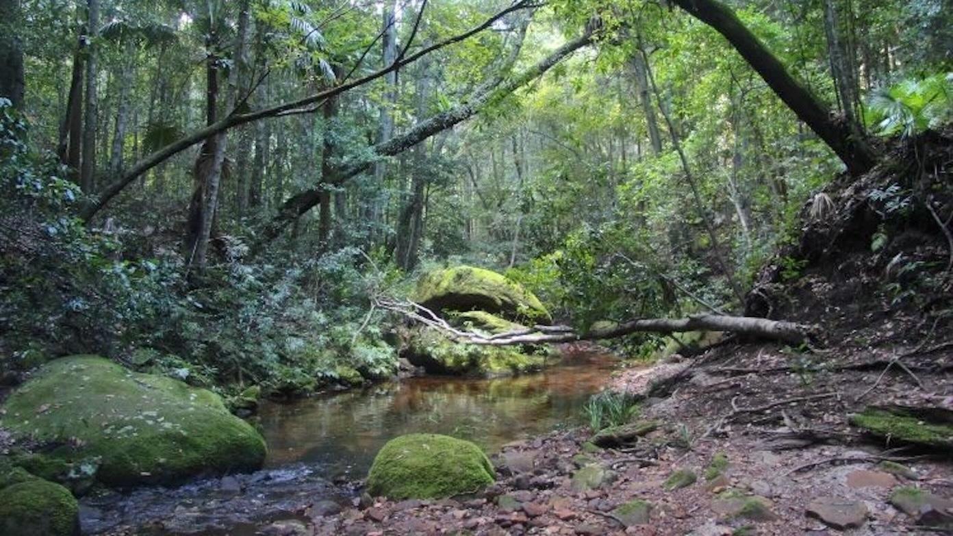 feature image for ROYAL NP (Grade 3): GUEST WALK - FOREST PATH and PALONA CAVE (Members welcome if places available)