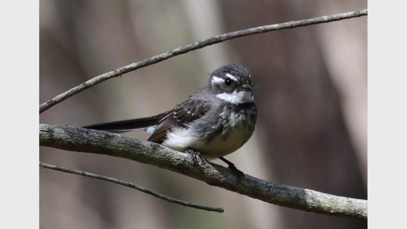 feature image for New activity: PASSERINE BIRDING - Lady Carrington Drive (Grade 2)